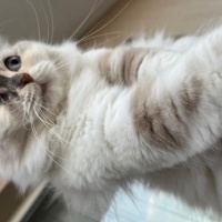 British Longhair, Kedi  İnci fotoğrafı