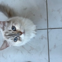 British Longhair, Kedi  İnci fotoğrafı