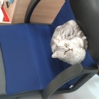 British Shorthair, Kedi  Nazlı fotoğrafı