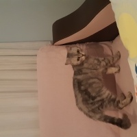 British Shorthair, Kedi  Nazlı fotoğrafı