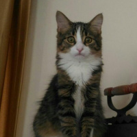 Norwegian Forest, Kedi  kahve fotoğrafı