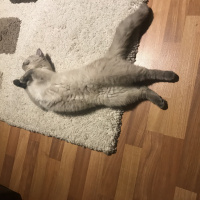 British Shorthair, Kedi  Çakıl fotoğrafı