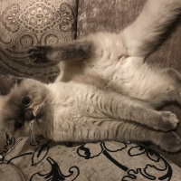 British Shorthair, Kedi  Çakıl fotoğrafı
