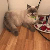 British Shorthair, Kedi  Çakıl fotoğrafı