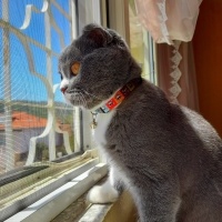 Scottish Fold, Kedi  Çiççi fotoğrafı