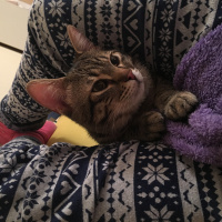 Tekir Kedi, Kedi  Şakir fotoğrafı
