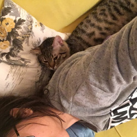 Tekir Kedi, Kedi  Şakir fotoğrafı