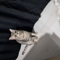 British Shorthair, Kedi  Osi fotoğrafı