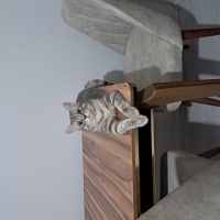 British Shorthair, Kedi  Osi fotoğrafı