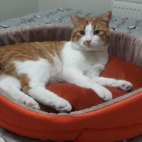 Tekir Kedi, Kedi  EFELEN fotoğrafı
