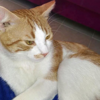 Tekir Kedi, Kedi  EFELEN fotoğrafı