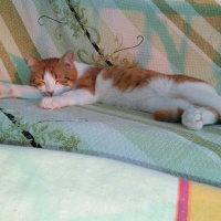 Tekir Kedi, Kedi  EFELEN fotoğrafı