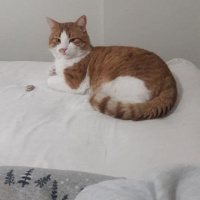 Tekir Kedi, Kedi  EFELEN fotoğrafı