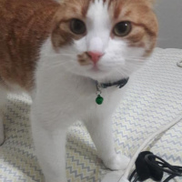 Tekir Kedi, Kedi  EFELEN fotoğrafı