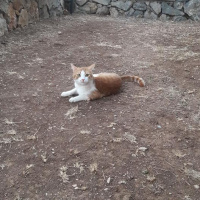 Tekir Kedi, Kedi  EFELEN fotoğrafı