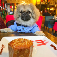 Pekingese, Köpek  Bobby fotoğrafı