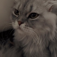 Scottish Fold, Kedi  Mery fotoğrafı
