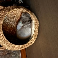 British Longhair, Kedi  Çapkın fotoğrafı