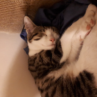 Tekir Kedi, Kedi  Ekim fotoğrafı