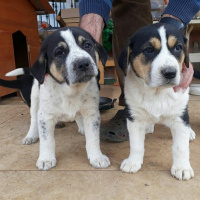 Alman Çoban Köpeği, Köpek  Bıdık fotoğrafı