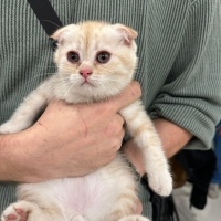 Scottish Fold, Kedi  Scootish fold fotoğrafı