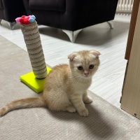 Scottish Fold, Kedi  Scootish fold fotoğrafı
