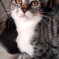 Tekir Kedi, Kedi  Çingene fotoğrafı