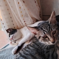 Tekir Kedi, Kedi  Çingene fotoğrafı