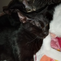 Tekir Kedi, Kedi  Çingene fotoğrafı