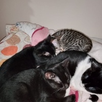 Tekir Kedi, Kedi  Çingene fotoğrafı