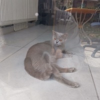 British Shorthair, Kedi  Sokağa terk edilmiş kedi fotoğrafı