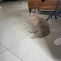 British Shorthair, Kedi  Sokağa terk edilmiş kedi fotoğrafı