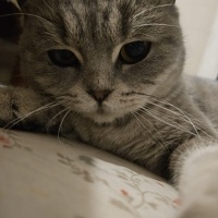 British Shorthair, Kedi  Pisagor fotoğrafı