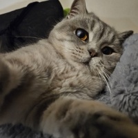 British Shorthair, Kedi  Pisagor fotoğrafı