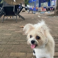 Pomeranyalı, Köpek  Beti fotoğrafı