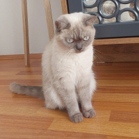 Scottish Fold, Kedi  Bulut fotoğrafı