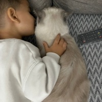 Scottish Fold, Kedi  Bulut fotoğrafı