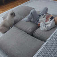 Scottish Fold, Kedi  Bulut fotoğrafı