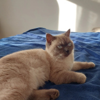 Scottish Fold, Kedi  Bulut fotoğrafı