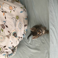 Tekir Kedi, Kedi  Beşir fotoğrafı
