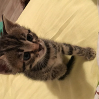 Tekir Kedi, Kedi  Beşir fotoğrafı