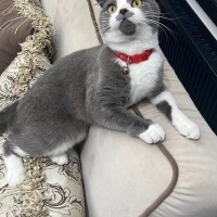 Scottish Fold, Kedi  Mila fotoğrafı