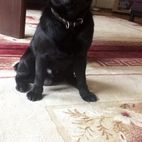 Pug, Köpek  Murphy  fotoğrafı