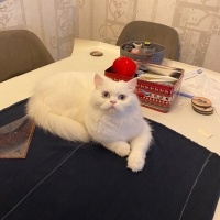 Chinchilla, Kedi  Yuki fotoğrafı