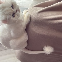 Chinchilla, Kedi  Yuki fotoğrafı