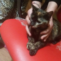 Tekir Kedi, Kedi  Zümrüt fotoğrafı
