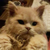 Tekir Kedi, Kedi  Zümrüt fotoğrafı