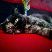 Tekir Kedi, Kedi  Zümrüt fotoğrafı