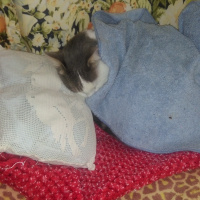 Tekir Kedi, Kedi  Zümrüt fotoğrafı