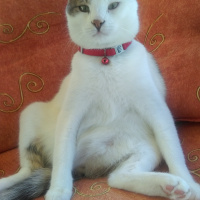 Tekir Kedi, Kedi  Zümrüt fotoğrafı